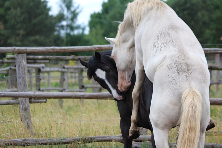 Missouri Foxtrotter Zucht Kokopelli Ranch Pawnee x Lucia